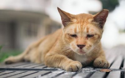 Importancia de la Carga Proviral en Retrovirus Felinos (Virus de la Leucemia Felina – VILEF)