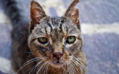 Importancia de la Carga Proviral en Retrovirus Felinos (Virus de  Inmunodeficiencia Felina – VIF)